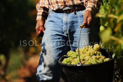 Vendemmia a Ischia